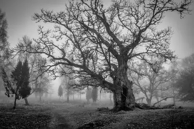 The Hunted Tree